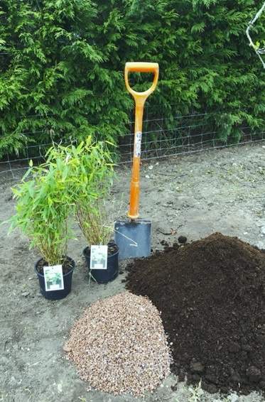 Bamboo with spade soil and grit